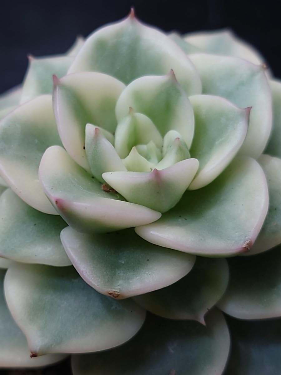 Amazon.co.jp: 多肉植物 韓国苗 ロウ牡丹錦 : おもちゃ