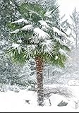 30 Samen Hanfpalme Trachycarpus fortunei Palmen Samen