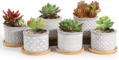 T4U 2.5 Inch Cement Succulent Pot With Bamboo Tray Set Of 6, Small Grey Concrete Planter Garden Cactus Plant Herb Container For Home And Office Decoration Birthday Wedding