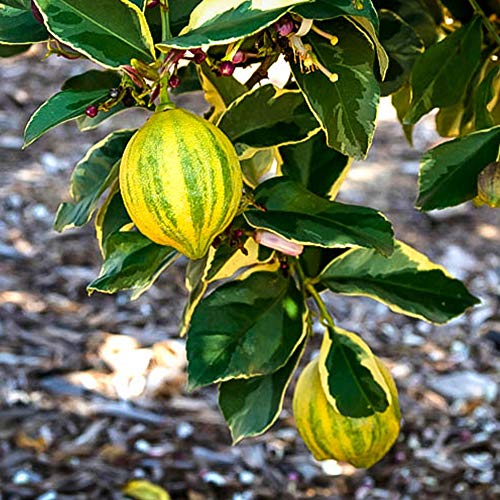 種類も解説 シンボルツリー レモン の人気おすすめランキング15選 ほったらかしでも育つ セレクト Gooランキング