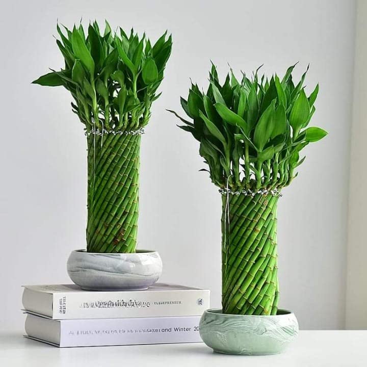 See full amazon price history chart for UNNATI9GROUP Lucky Wheel Bamboo Lucky Bamboo - Best for Office & Home Indoor Garden Gift A Good Luck (Pack of 2) UNNATI9GROUP Lucky Wheel Bamboo Lucky Bamboo - Best for Office & Home Indoor Garden Gift A Good Luck (Pack of 2) (B0BLV7889Z) Amazon Price History, Amazon Price Tracker