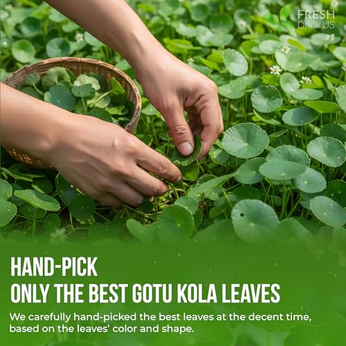 Image of FreshDrinkUS, Premium Gotu Kola Leaves (Centella asiatica) | 8 oz Dried Loose Leaf | Naturally Mild & Earthy Herbal Tea - Premium Quality Leaves. Sugar-Free. Caffeine-Free. Vegan