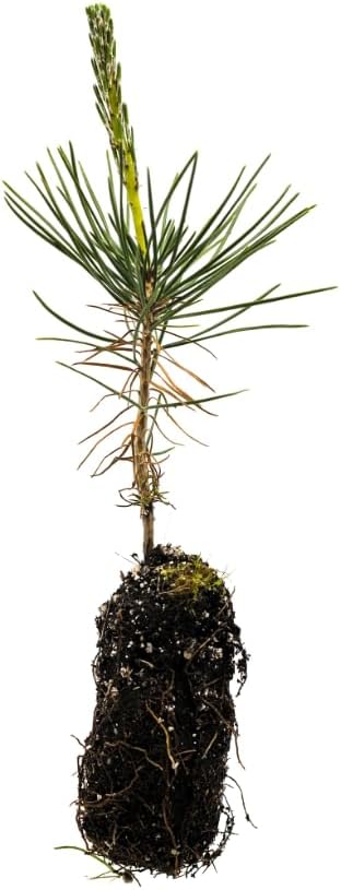 Miniatura 2 de 10 árboles vivos de pino negro japonés Thunbergii de 8 a 14 pulgadas de alto, gran bonsái o árbol de sombra