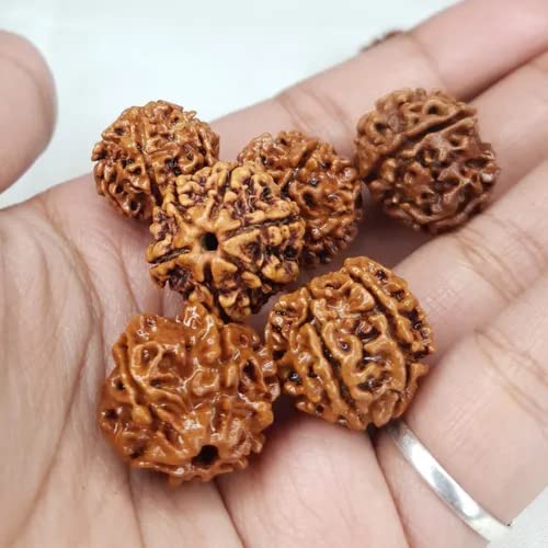 Image of Vado Certified 6 Mukhi Nepali Rudraksha with Authentic Lab Certificate Natural Beads (6 Mukhi)
