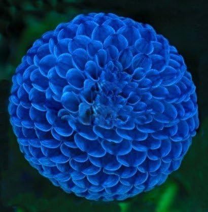 Amazon Mr Seedsホットユニークな青い火球ダリア美しい花の種子 種子作物 多年草の花の種を販売する 100個 種