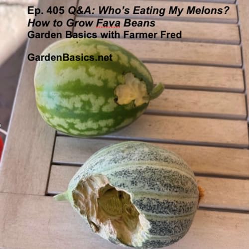 405 Q&A: Who's Eating My Melons? Growing Fava Beans. Podcast Por arte de portada