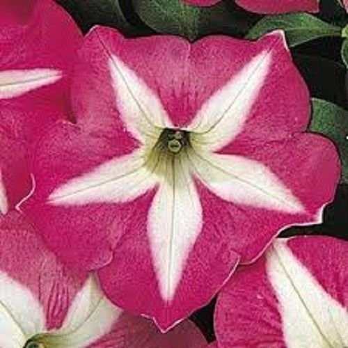 Seeds 30 + Star Rose Petunia Semi/annual : Seeds Only