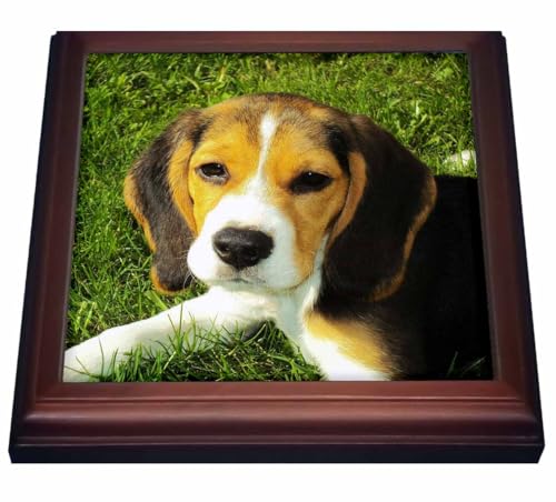 3dRose Beagle Trivet with Tile, 8 by 8