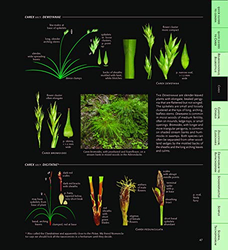 Sedges Of The Northern Forest: A Photographic Guide (The Northern Forest Atlas Guides) #TOP2
