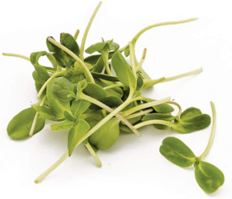 AllThatGrows Sunflower Microgreen Seeds - 100grams