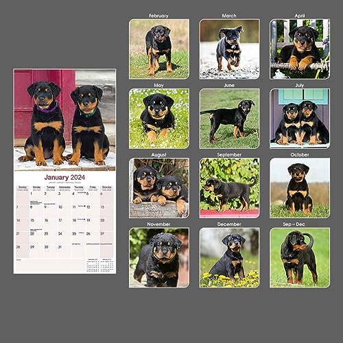 2026 Wall Calendar,ROTTWEILER Wall Calendar, 12" X 24" Open,Family