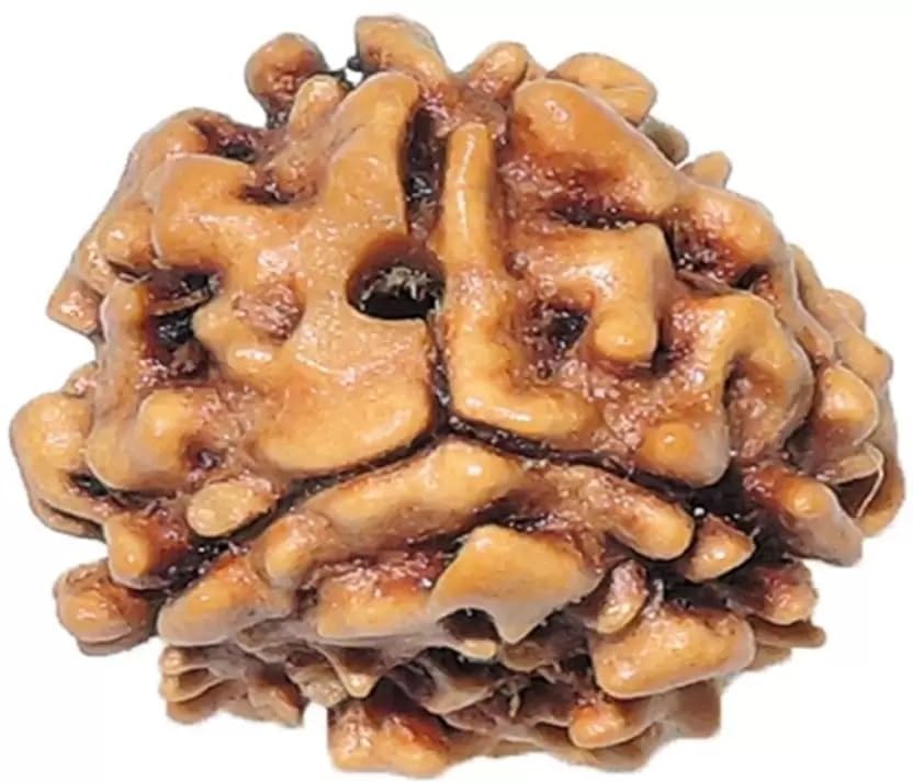 shivtantra Three mukhi Rudraksha Natural Quality Bead Original, Certified Rudraksha for Men and Women, Color Brown and Puja Instructions-picture-25
