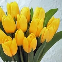 Tulip Bulbs, Single Blooming Yellow Flowers (50 Bulbs)