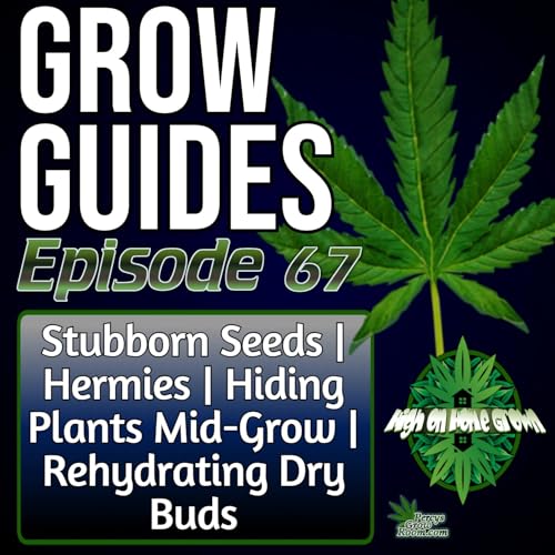 How to Fix Seeds That Won’t Sprout, Deal With Hermies, Stay Stealth Mid-Grow and Rehydrate Over-Dried Buds | Grow Guides Ep. 67