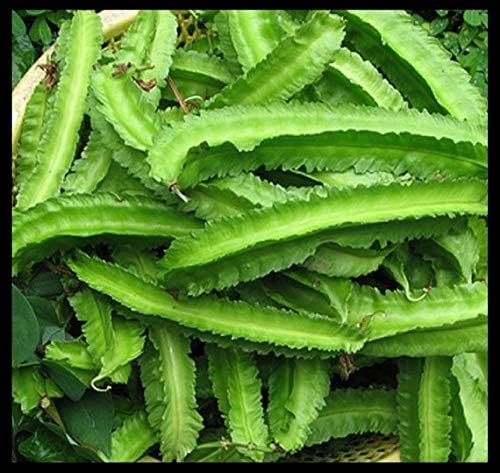 Creative Farmer Vegetable Seeds Goa Bean Seeds - Winged Beans Seeds Perennial Seasonal Vegetable Garden Home Garden Seeds