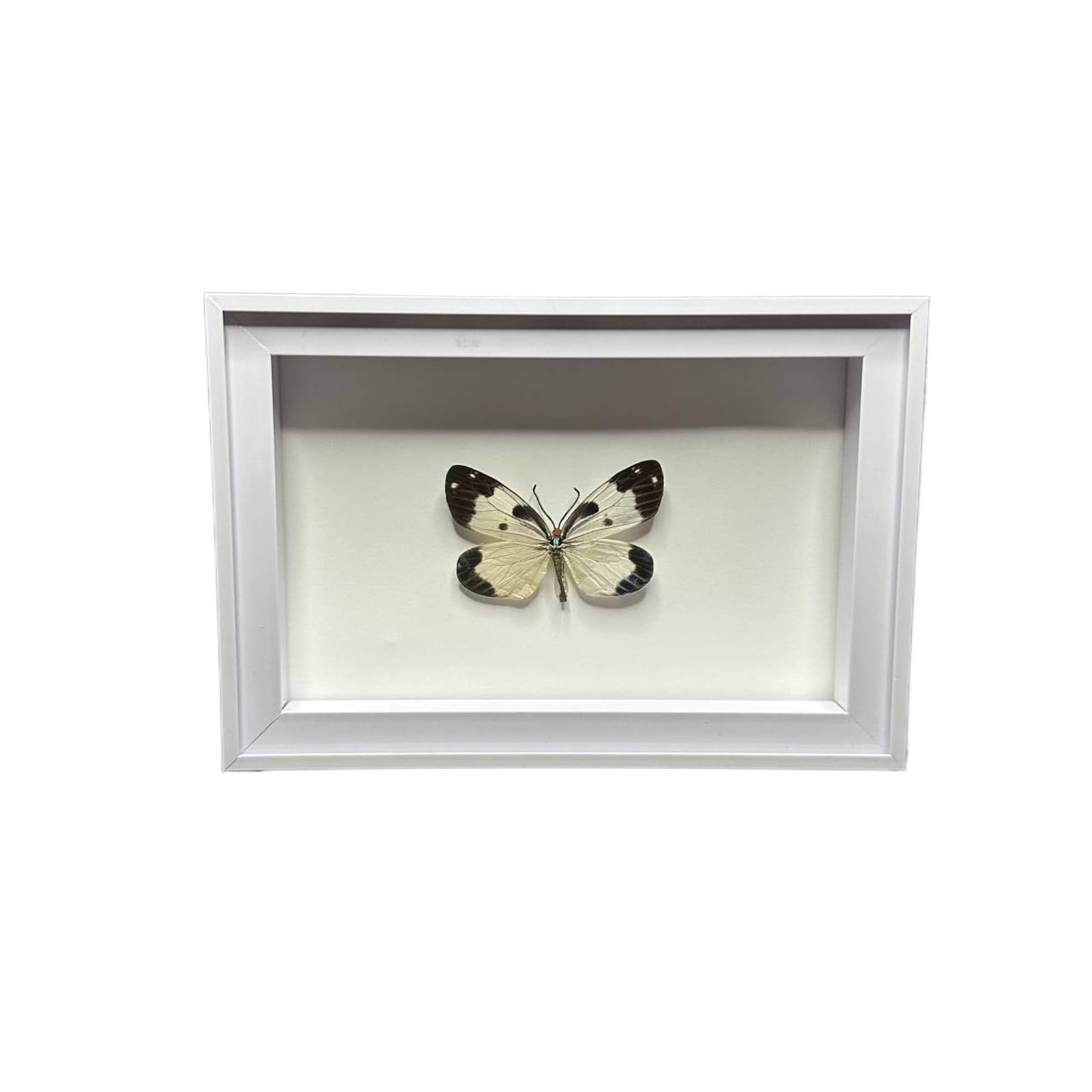 Caja de sombra para exposición de mariposas e insectos en madera