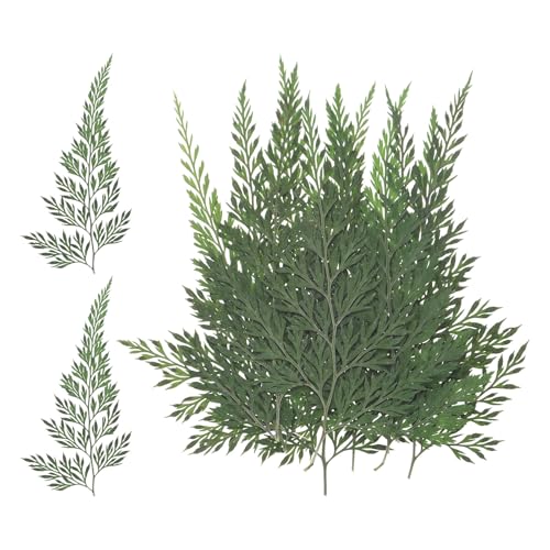M METERXITY 12-Pack Pressed Dried Flowers Leaves, Real Natural Ferns Dried Leaves, Plant Dried Greenery for Resin Art Arrangements Home Wedding DIY Crafts Decors Card Scrapbooking