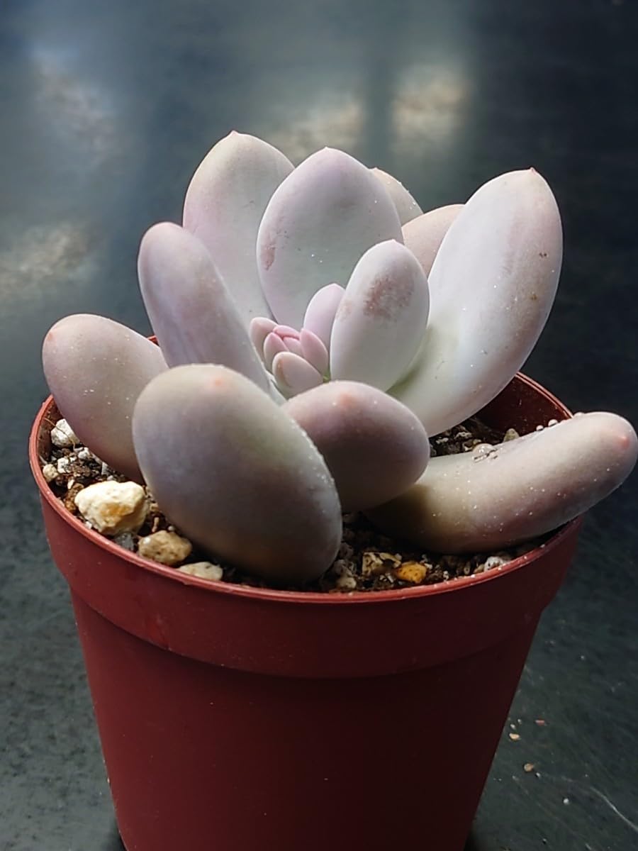 多肉植物^o^ 葉挿し赤ちゃん　ムーンストーン2コセット Amazon.co.jp: 多肉植物 韓国苗 ムーンストーン : DIY・工具