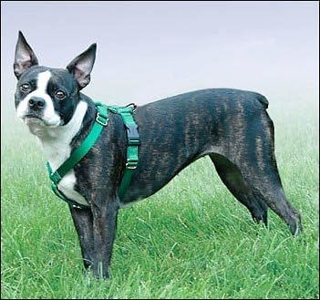 unscented enzymatic cleaner