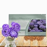 Outsidepride Paeony Aster Seeds - 1,000 Pcs Annual, Hardy & Pollinator Friendly Flower Seeds for Planting Vibrant Double Incurved Dark Blue Petals, Ideal for Meadows & Aesthetic Gardens