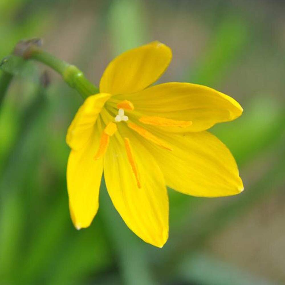 Plantogallery® Rare Yellow Rain Lily Bulbs, Zephyranthus Lily Pack of 10 Bulbs (B0839L48RY) Amazon Price History, Amazon Price Tracker