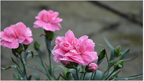 Amazon Co Jp ピンクのカーネーションの花のイラスト ジグソーパズル300ピース木製パズルゲームdiyギフト楽しいゲームマルチカラーパズルとチャレンジ おもちゃ