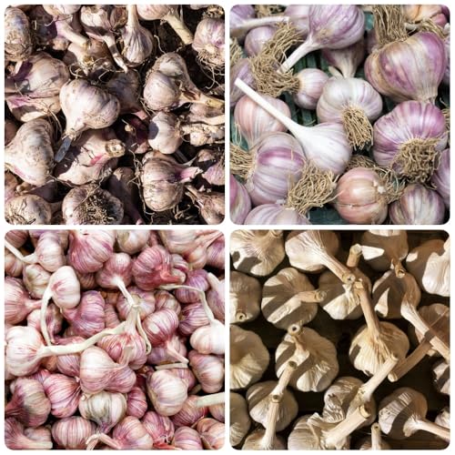 Semillas de ajo, semillas de variedades antiguas exóticas comprar 100pcs