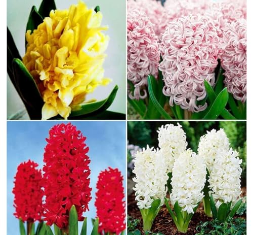 Bulbi Giacinto 4 pz Terre di Romagna Made in Italy bellissimo originali