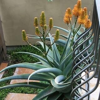 Seeds semi Dune Aloe (thraskii Succulent Aloe 20 Seeds: Only Seeds