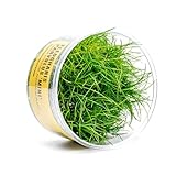 Ultum Nature Systems Live Plants - Dwarf Hair Grass (Eleocharis acicularis) - Medium Light Bright Green Carpeting Plant for Foreground...