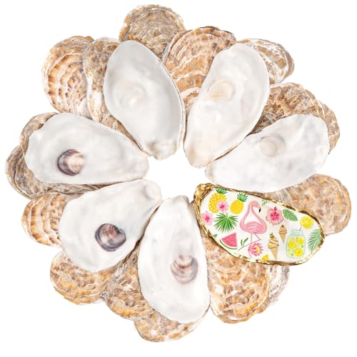 LAMIVORA 30Pcs Large Flat Oyster Shells for Crafts 4-5 Inch