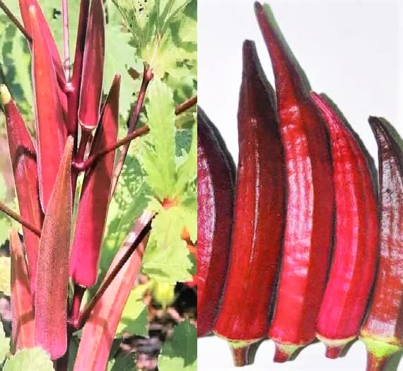 Gromax India Okra Red Lady Finger (Hybrid) Seeds For Home Garden Non-GMO Okra Red Bhindi Seeds For Kitchen Garden (Pack Of 40 Seeds) (Red) (B0C6XVLRP9) Amazon Price History, Amazon Price Tracker