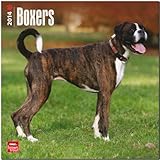  Boxers 2014 International - Boxer: Original BrownTrout-Kalender [Mehrsprachig] [Kalender] (Wall-Kalender)