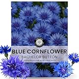 Blue Cornflower – 800 Seeds for Planting – 2026 Season – 5 Gram Pouch