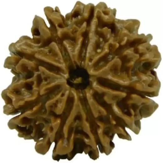 9 Mukhi Rudraksh Bead Certified Natural Brown
