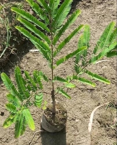 Image of Grafted Amla Plant - Indian Gooseberry Tree Hybrid Sapling for All-Season Cultivation - Pack of 1
