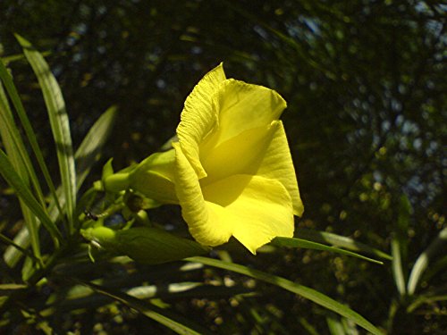 Oleander gelb immergrünen Baum Strauch tropischen Duftblume