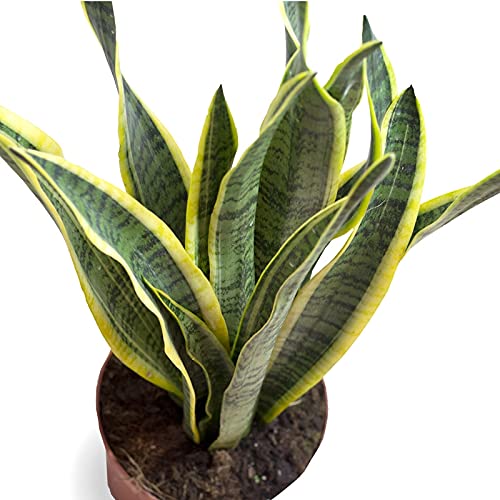 Sansevieria Planta de Interior para Decorar Salones Luminosos 6