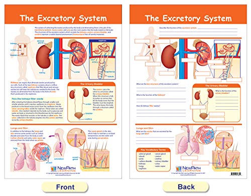 Newpath Learning Providing Fuel & Transportation Bulletin Board Chart Set (Pack Of 4) (94-7011) #TOP2