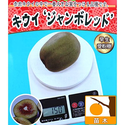 Amazon.co.jp: キウイ（メス木）：ジャンボレッド4.5号ポット[赤肉系の