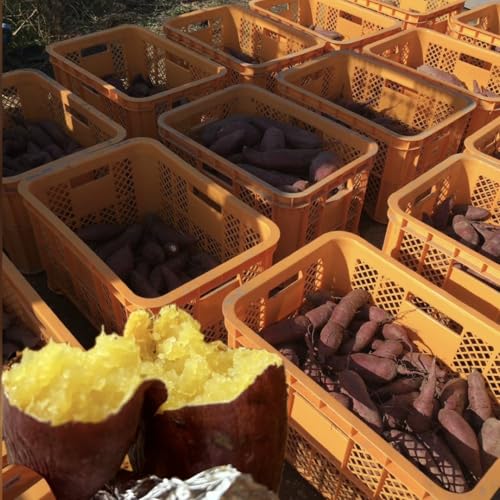 ܂ g͂邩 ͔|Ԕ_sgp 2025Nn V ߘa7NY RY y݂RzTc}C ˂ƂÂ F   C  XC[c H̖oyszy󂠂zy3Lz