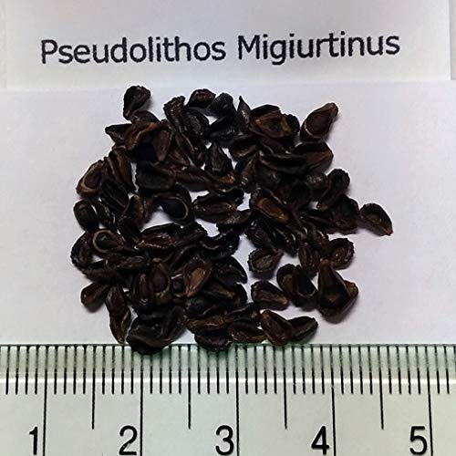 Amazon｜【種子】Pseudolithos Migiurtinusプセウドリトス