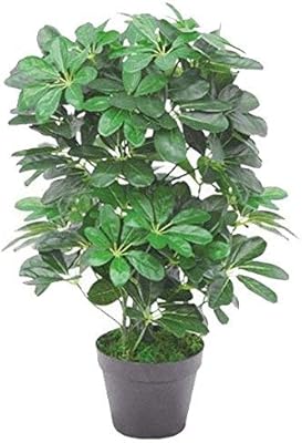 Künstlicher Schefflera Arboricola Regenschirm, 55 cm, Schwarz, 55 cm dunkler Busch, 55cm Dark Bush