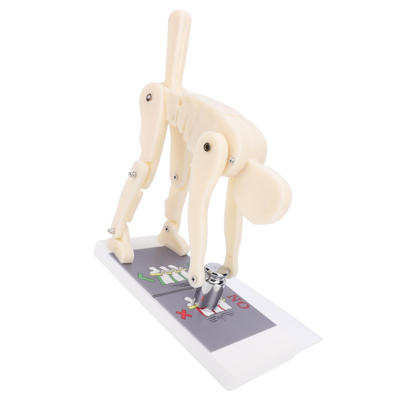 BRRNOO Modèle de Démonstration de Flexion, Modèle de Force de Levage de Poids ABS, Modèle de Démonstration de la Colonne Vertébrale Lombaire, Mouvement du Corps Humain, pour le Gymnase