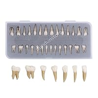 Vista 2 de 28 piezas de dientes modelo 1:1 de dientes permanentes modelo de resina dental Demostración de dientes Educación para enseñar estudio..