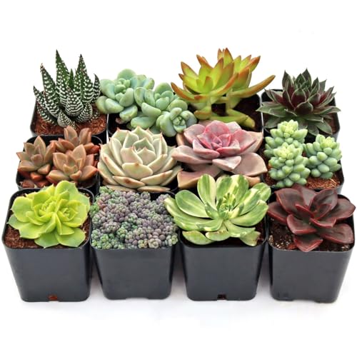 Mountain Crest Gardens Ultimate Succulent Variety Pack - 12 Unique Live Plants, Many Types, Rooted in 2 inch Pots - Indoor/Outdoor Real Succulents for Garden Decor, Favors, DIY Arrangements