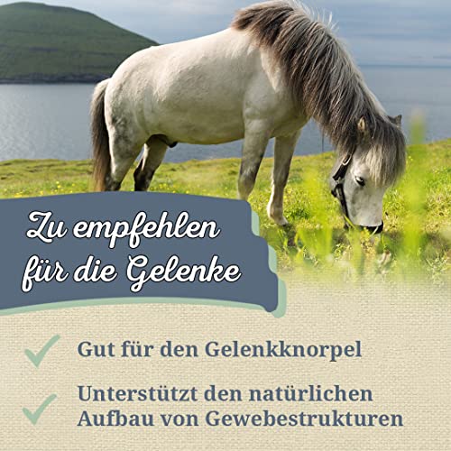 Krauterie Grünlippmuschel für Pferde (500 g) - Gemahlene Muschel in Spitzenqualität - Artgerechtes Einzelfuttermittel für Pferde frei von Zusatzstoffen, Pulver