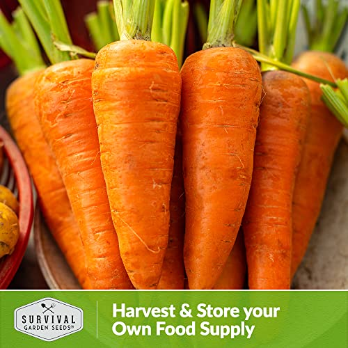 Royal Chantenay Carrot Seeds for Planting – Survival Garden Seeds (2 Packs) - Image 5