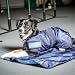 Dog Copenhagen Back-on-Track Erfrischender Anti-UV-Kälzmantel für Hunde, 50 cm, Blau