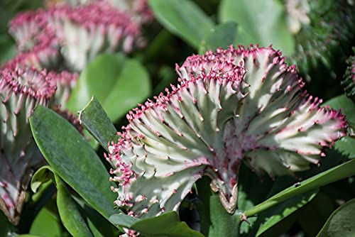 Euphorbia Lactea Cristata